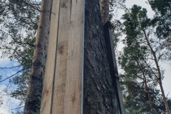 Saugant medžių kamienus statybose lentos turi būti ne prikalamos, o aprišamos aplink medžius.